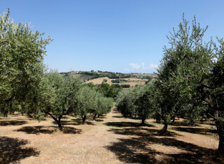 Bild 42947 von Haus Villa Oliveto