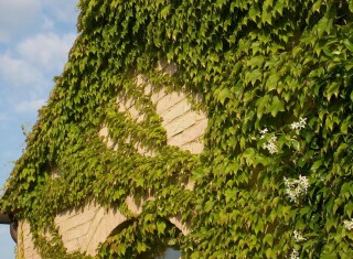 Bild 45424 von Haus Borgo Finocchieto