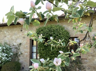 Bild 45462 von Haus Borgo Finocchieto