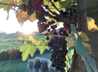 Bild 45470 von Haus Borgo Finocchieto