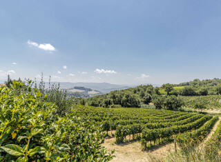 Bild 48399 von Haus Chateau La Siroque