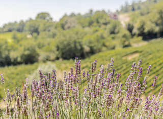 Bild 48409 von Haus Chateau La Siroque