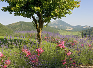 Bild 36051 von Haus Villa Sangallo