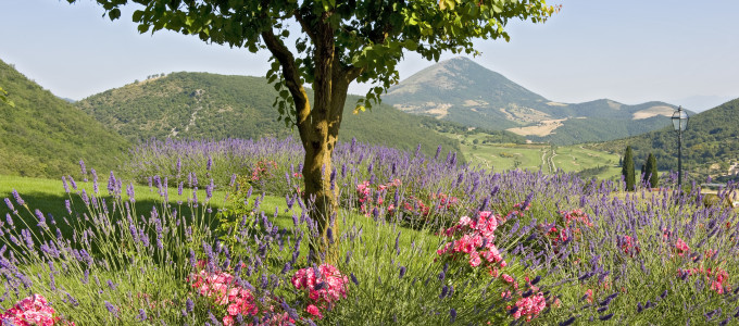 Bild 36051 von Haus Villa Sangallo