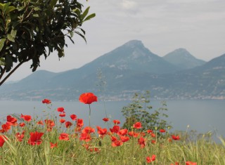 Bild 20669 von Haus Villa Garda