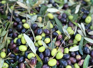 Bild 48783 von Haus Vallebuia