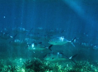 Bild 28089 von Haus Miavana