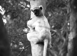 Bild 28134 von Haus Miavana