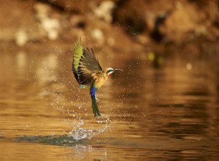 Bild 28156 von Haus Chongwe Safaris