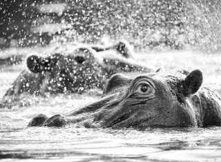 Bild 28165 von Haus Chongwe Safaris