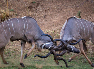 Bild 28394 von Haus Chongwe Safaris