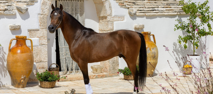 Bild 34370 von Haus Case di Fiaba