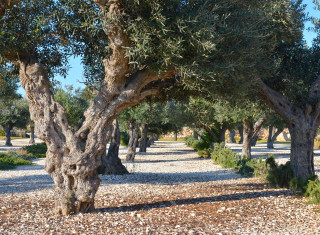 Bild 34452 von Haus Casa Faro Favignana