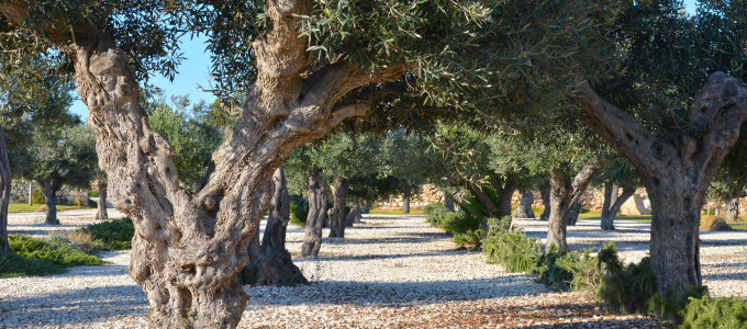 Bild 34452 von Haus Casa Faro Favignana