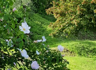 Bild 34731 von Haus Villa Cerqualto