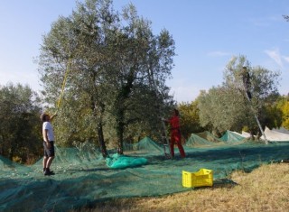 Bild 34739 von Haus Villa Cerqualto