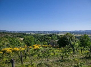 Bild 34777 von Haus Villa Cerqualto