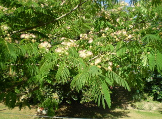 Bild 34820 von Haus Villa Cerqualto