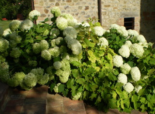 Bild 34821 von Haus Villa Cerqualto