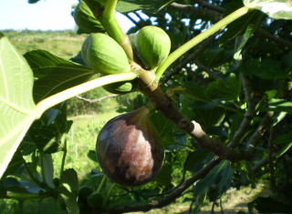 Bild 34826 von Haus Villa Cerqualto