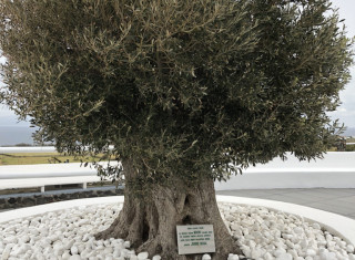 Bild 35213 von Haus SUNSET VILLAS