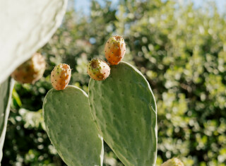 Bild 48984 von Haus Elounda The Villas Villa One