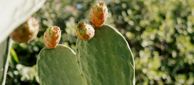 Bild 48984 von Haus Elounda The Villas Villa One